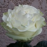 Moonstone Roses d'Equateur Ethiflora