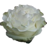 Moonstone Roses d'Equateur Ethiflora