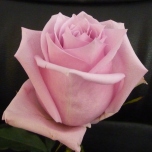 Nautica Roses d'Equateur Ethiflora