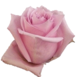 Nautica Roses d'Equateur Ethiflora