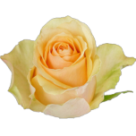 Nectarine Roses Equateur Ethiflora