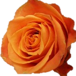 Nexus Roses d'Equateur oranges Ethiflora