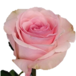 Novia Rose d'Equateur Ethiflora