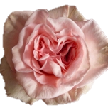 Ohara Rose Parfumée d'Equateur Ethiflora