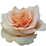 Phoenix Roses d'Equateur Ethiflora