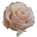 Pita Roses d'Equateur Ethiflora