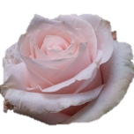 Pomarosa Rose d'Equateur Ethiflora