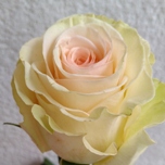 Priority Roses d'Equateur Ethiflora