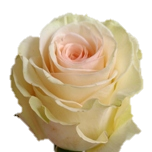Priority Roses d'Equateur Ethiflora