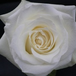 Proud Roses d'équateur Alba Ethiflora