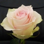 Ragazza Roses d'Equateur Ethiflora