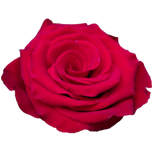 Rediant Roses d'Equateur Ethiflora