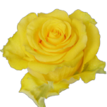 Regata Roses d'Equateur Ethiflora