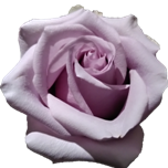 Safi Roses d'Equateur Ethiflora
