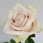 Sandy Roses d'Equateur Ethiflora