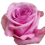 Scandal Roses Equateur Ethiflora
