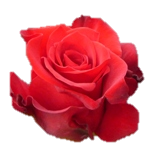 Scarlatta Roses d'Equateur Ethiflora
