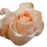 Sevilla Roses d'Equateur Ethiflora