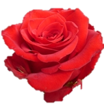Sexy Red Rose d'Equateur Ethiflora