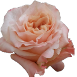 Shimmer Rose Equateur Ethiflora