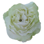 Siente Roses d'équateur Alba Ethiflora