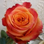 Silantoi Roses d'Equateur Ethiflora