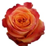 Silantoi Roses d'Equateur Ethiflora