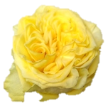 Skywalker Rose jaune d'Equateur Ethiflora