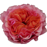 Southpark Roses de jardin d'Equateur Ethiflora