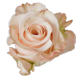 Sprit Rose d'Equateur Ethiflora