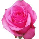 Stiletto Rose Equateur Ethiflora