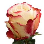 Sweetness Rose d'Equateur Ethiflora
