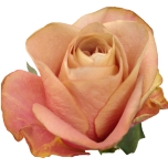 Symbol Rose d'Equateur Ethiflora