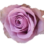 Tiara Rose Equateur Ethiflora