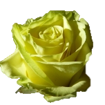Totem Roses d'Equateur Ethiflora