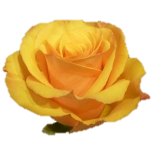 Tycoon Roses d'Equateur Ethiflora