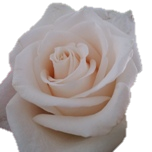 Roses d'équateur Vendela Ethiflora