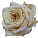 Zen Rose d'Equateur Ethiflora