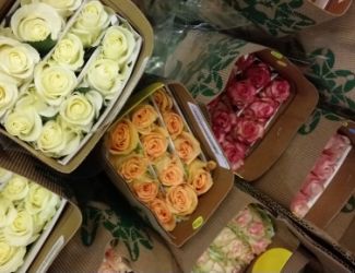 Emballage des roses