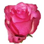 Lola Roses d'Equateur Ethiflora